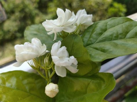 茉莉花 澆水|新手種植茉莉花，只要牢記養護「口訣」，花爆滿盆、。